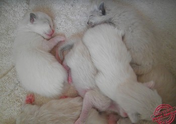 chatons 8 jours - Chatterie Ragdolls du Val de Beauvoir