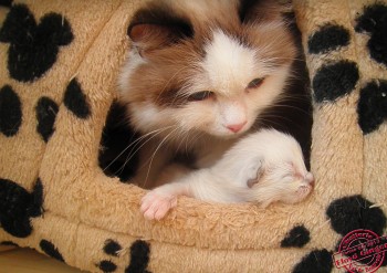 chaton-Ginger 8 jours - Chatterie Ragdolls du Val de Beauvoir