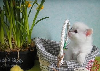 femelle blue bicolour - réservée - Chatterie Ragdolls du Val de Beauvoir