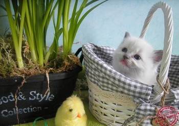 mâle blue point-mitted - réservé - Chatterie Ragdolls du Val de Beauvoir