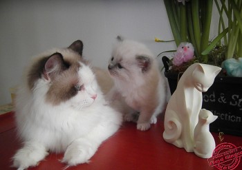 ginger et son chaton - 1 mois - Chatterie Ragdolls du Val de Beauvoir