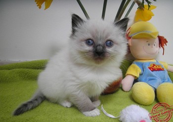 chaton mâle seal point-mitted - 5 semaines - Chatterie Ragdolls du Val de Beauvoir