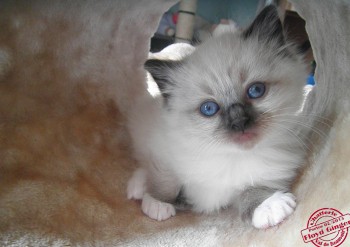 mâle seal point-mitted - réservé - Chatterie Ragdolls du Val de Beauvoir