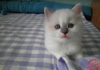 chaton femelle blue bicolour - 5 semaines - Chatterie Ragdolls du Val de Beauvoir