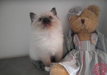 mâle seal point-mitted - 7 semaines - Chatterie Ragdolls du Val de Beauvoir