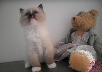 femelle seal point-mitted - 7 semaines - Chatterie Ragdolls du Val de Beauvoir