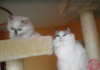 Ginger et son chaton - Isabella - 8 semaines - Chatterie Ragdolls du Val de Beauvoir