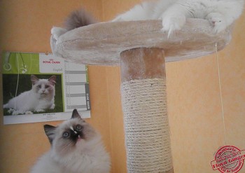 Ginger et son chaton - Isis -  8 semaines - Chatterie Ragdolls du Val de Beauvoir