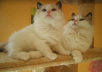 Ginger et son chaton Isis Eve - 8 semaines - Chatterie Ragdolls du Val de Beauvoir