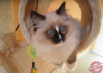 chaton femelle seal mitted - 10 semaines - Chatterie Ragdolls du Val de Beauvoir