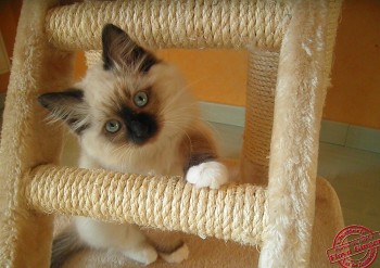 chaton  mâle seal-mitted - 10 semaines - Chatterie Ragdolls du Val de Beauvoir