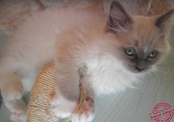 chaton mâle blue mitted - 10 semaines - Chatterie Ragdolls du Val de Beauvoir