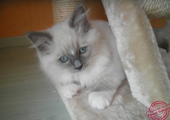 chaton mâle blue-mitted 2- 10 semaines - Chatterie Ragdolls du Val de Beauvoir