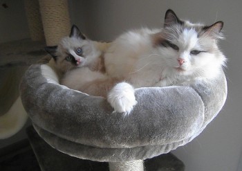 Ginger et son chaton - 7 semaines - Chatterie Ragdolls du Val de Beauvoir