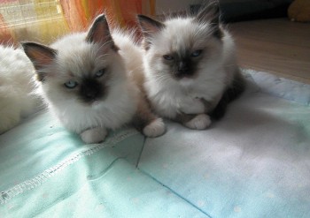 chatons seal point-mitted - 8 semaines - Chatterie Ragdolls du Val de Beauvoir