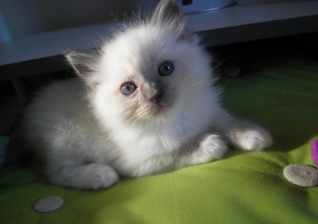 mâle blue point-mitted - 5 semaines - Chatterie Ragdolls du Val de Beauvoir