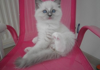 chaton blue point-mitted - 9 semaines - Chatterie Ragdolls du Val de Beauvoir