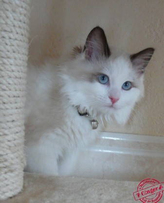 Ginger Chapt de Laxion - Chatterie Ragdolls du Val de Beauvoir