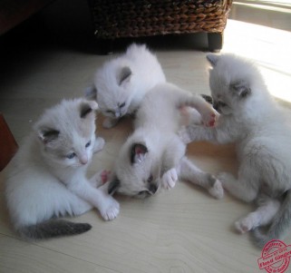 Les 4 chatons ensemble - Chatterie Ragdolls du Val de Beauvoir